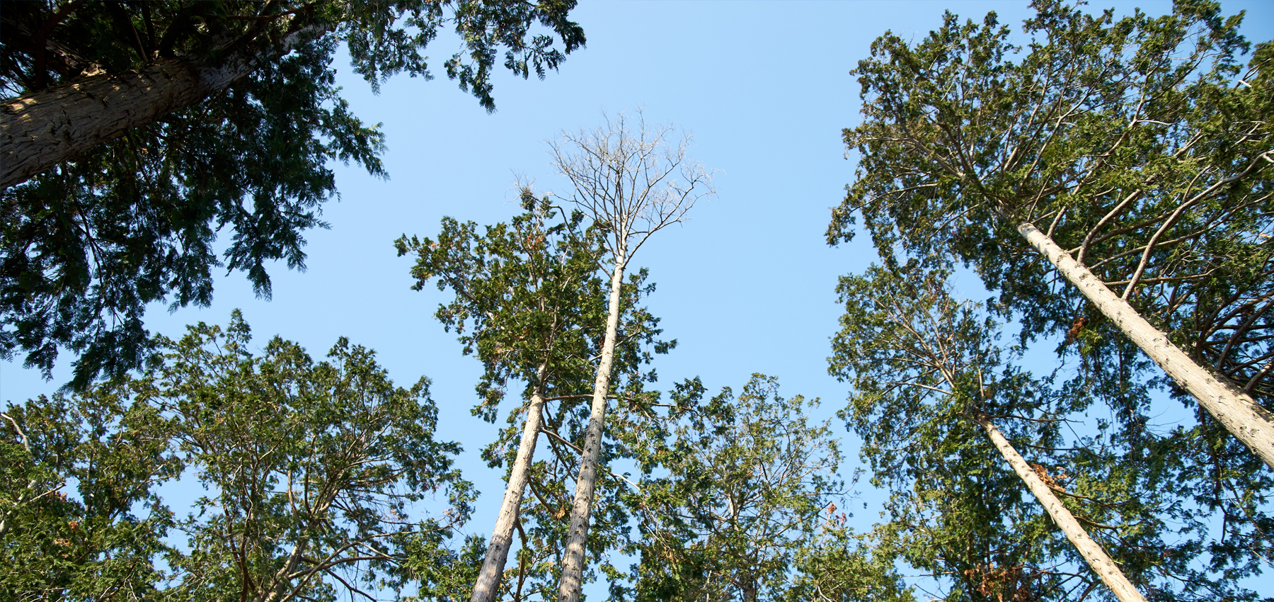 九州延岡のヒノキ